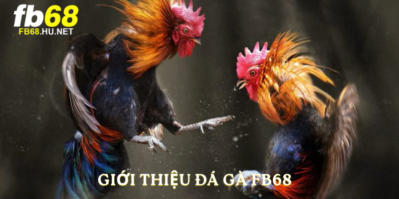 Giới thiệu đá gà FB68