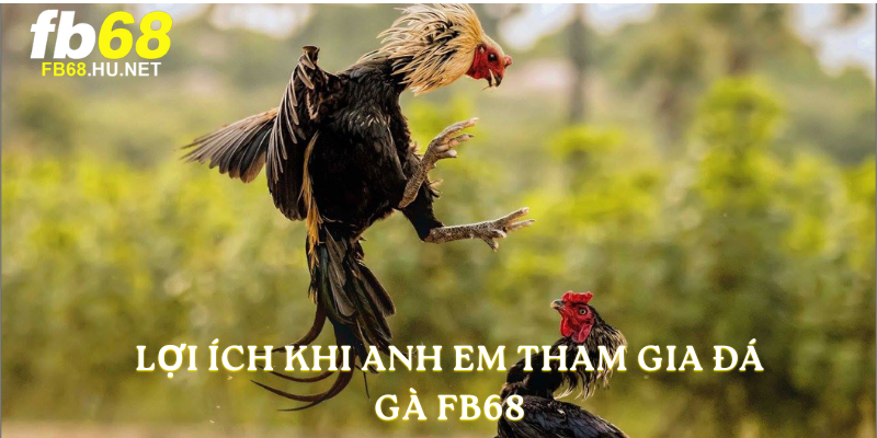 Lợi ích khi anh em tham gia đá gà FB68