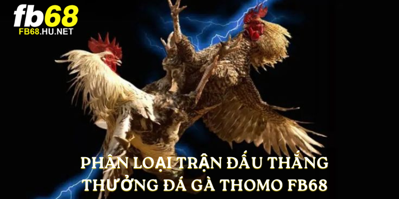 Phân loại trận đấu thắng thưởng Đá Gà Thomo FB68