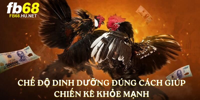 Chế độ dinh dưỡng đúng cách giúp chiến kê khỏe mạnh