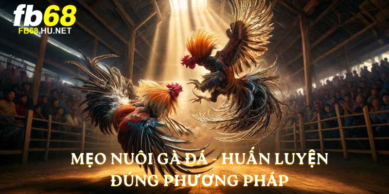 Mẹo nuôi gà đá - Huấn luyện đúng phương pháp