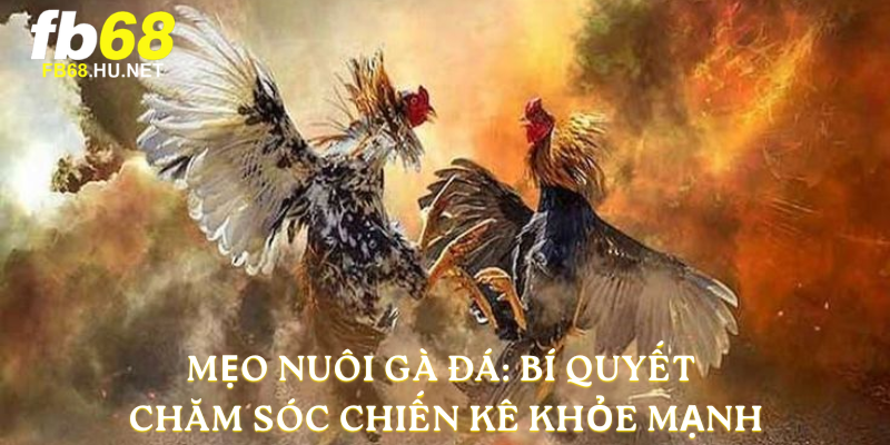mẹo nuôi gà đá
