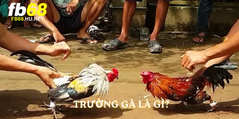 Trường gà là gì?