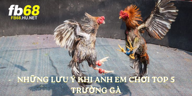 Những lưu ý khi anh em chơi Top 5 trường gà